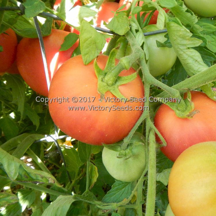Sutton's Peach Blow Tomato
