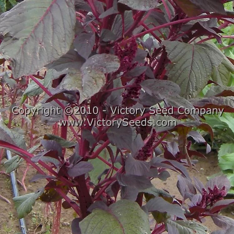 Red Garnet Amaranth