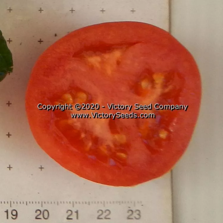 Dwarf Edith Stone Tomato