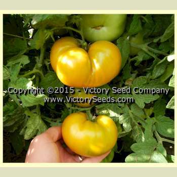 Big Green Dwarf Tomato
