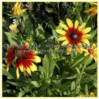 Daisy, Gloriosa