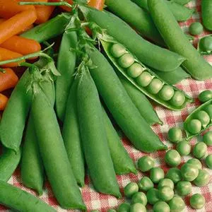 Laxton's Progress No. 9 Pea