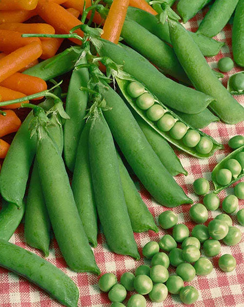 Laxton's Progress No. 9 Pea
