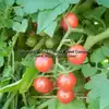 Ted's Pink Currant Tomato