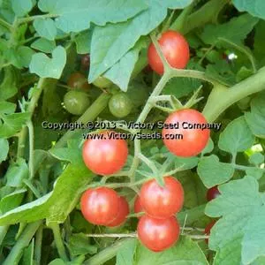 Ted's Pink Currant Tomato