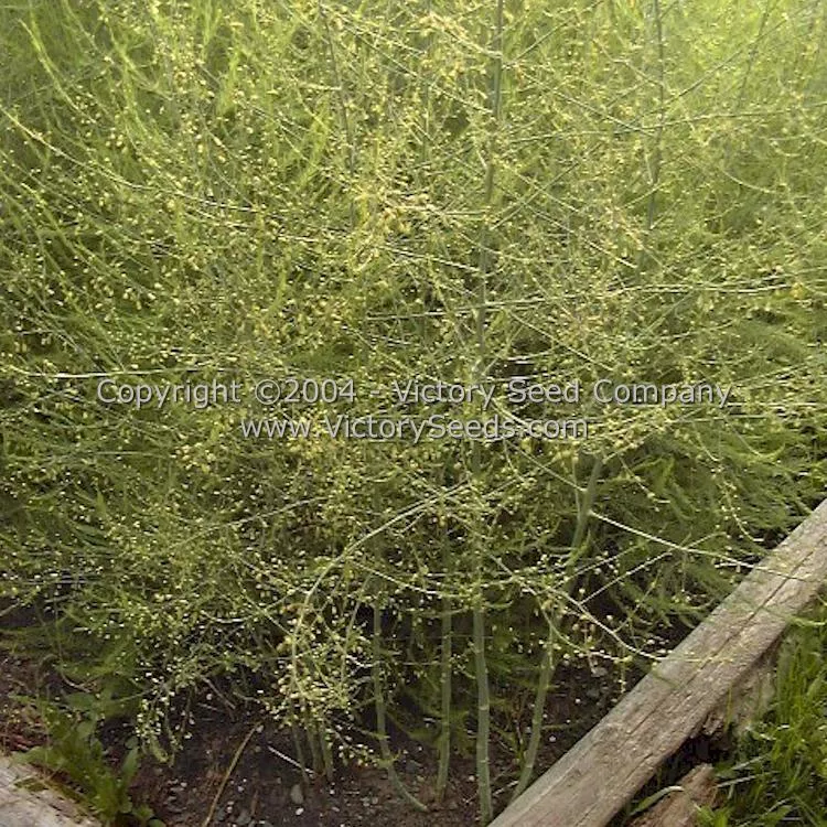 Mary Washington Asparagus