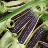 Blue Hopi Corn