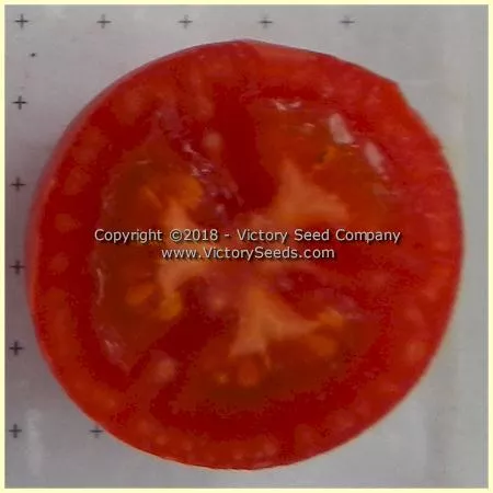 Ailsa Craig Tomato
