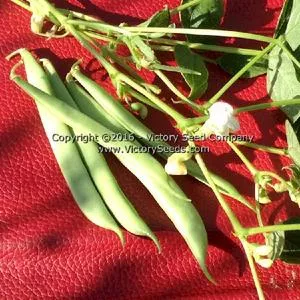 Spartan Snap Half Runner Bean