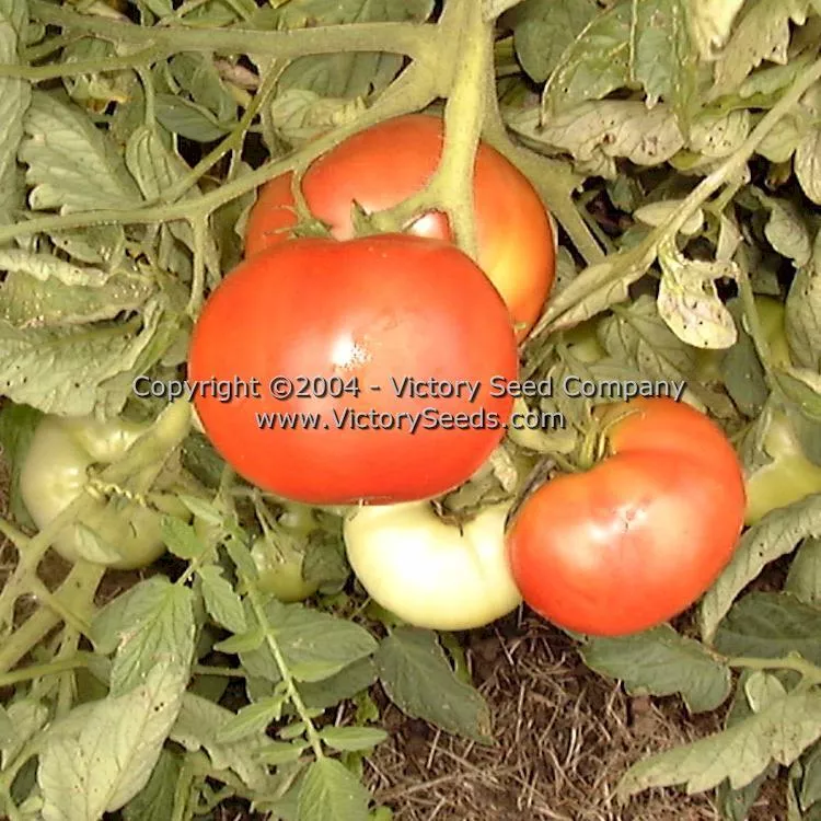 Ace 55 VF Tomato