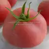 Sutton's Peach Blow Tomato