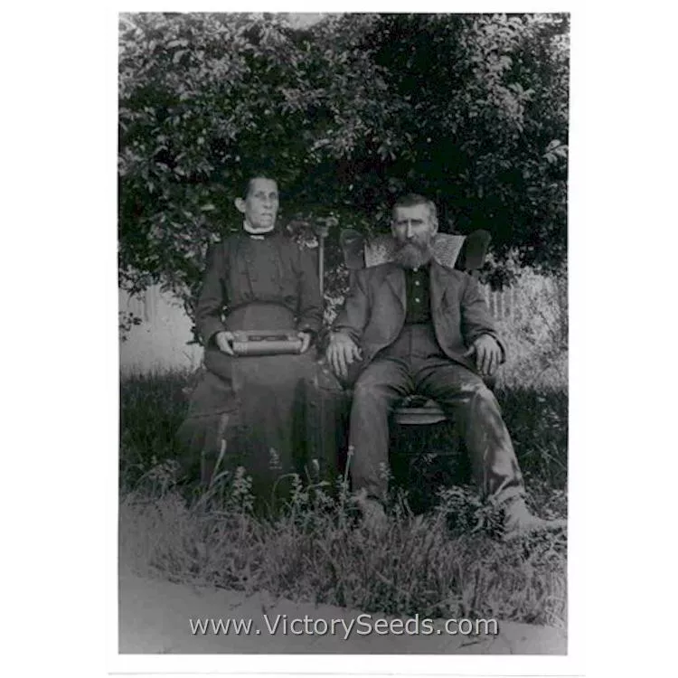 Promise (or 1898) Half Runner Bush Green Bean