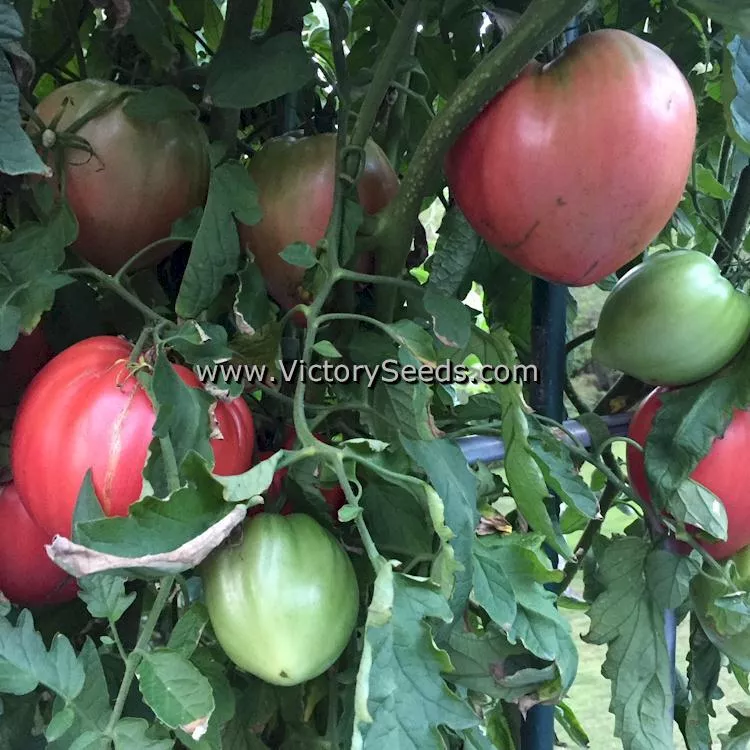 Cancelmo Family Heirloom Tomato