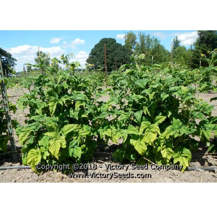 Dwarf Franklin County Tomato