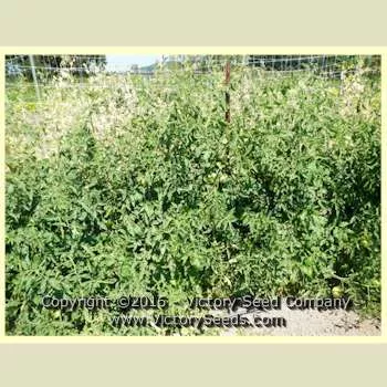Riverside Tomato