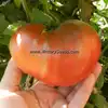 Dwarf Chocolate Heartthrob Tomato