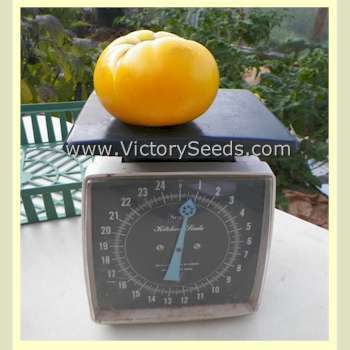 Dwarf Golden Tipsy Tomato
