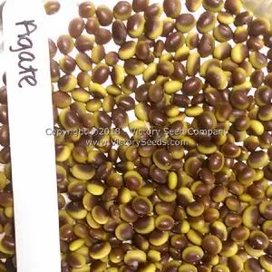 Agate Soybean