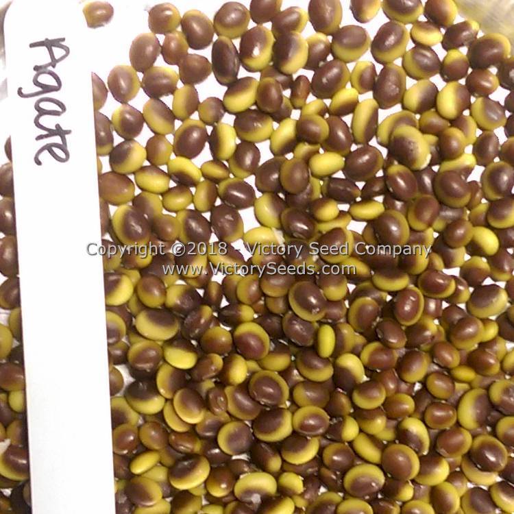 Agate Soybean