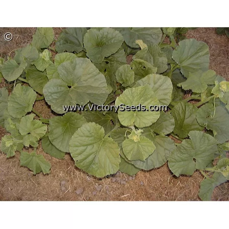 Armenian Pale Green Cucumber