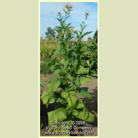 Silver Dollar Tobacco