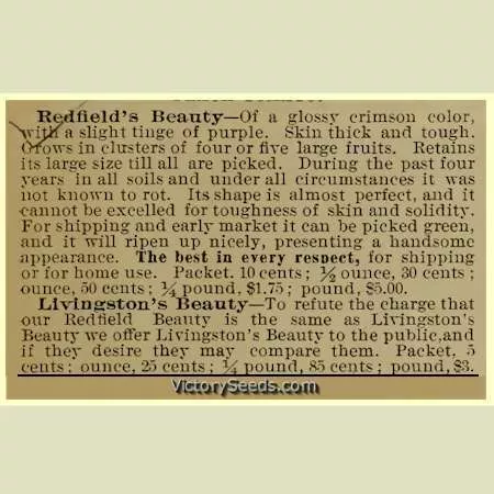 Redfield Beauty Tomato