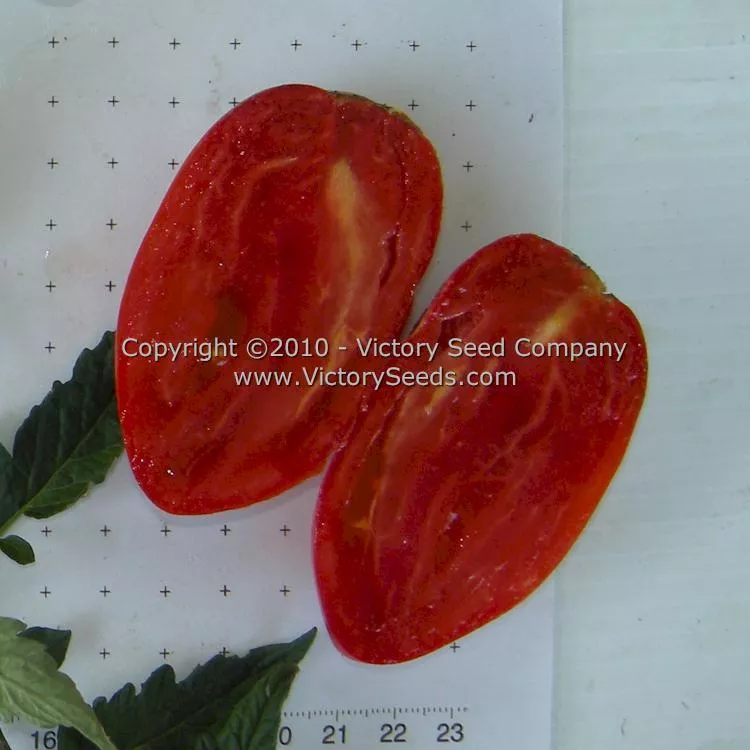 Prue Tomato