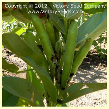 Broad Windsor Fava Bean