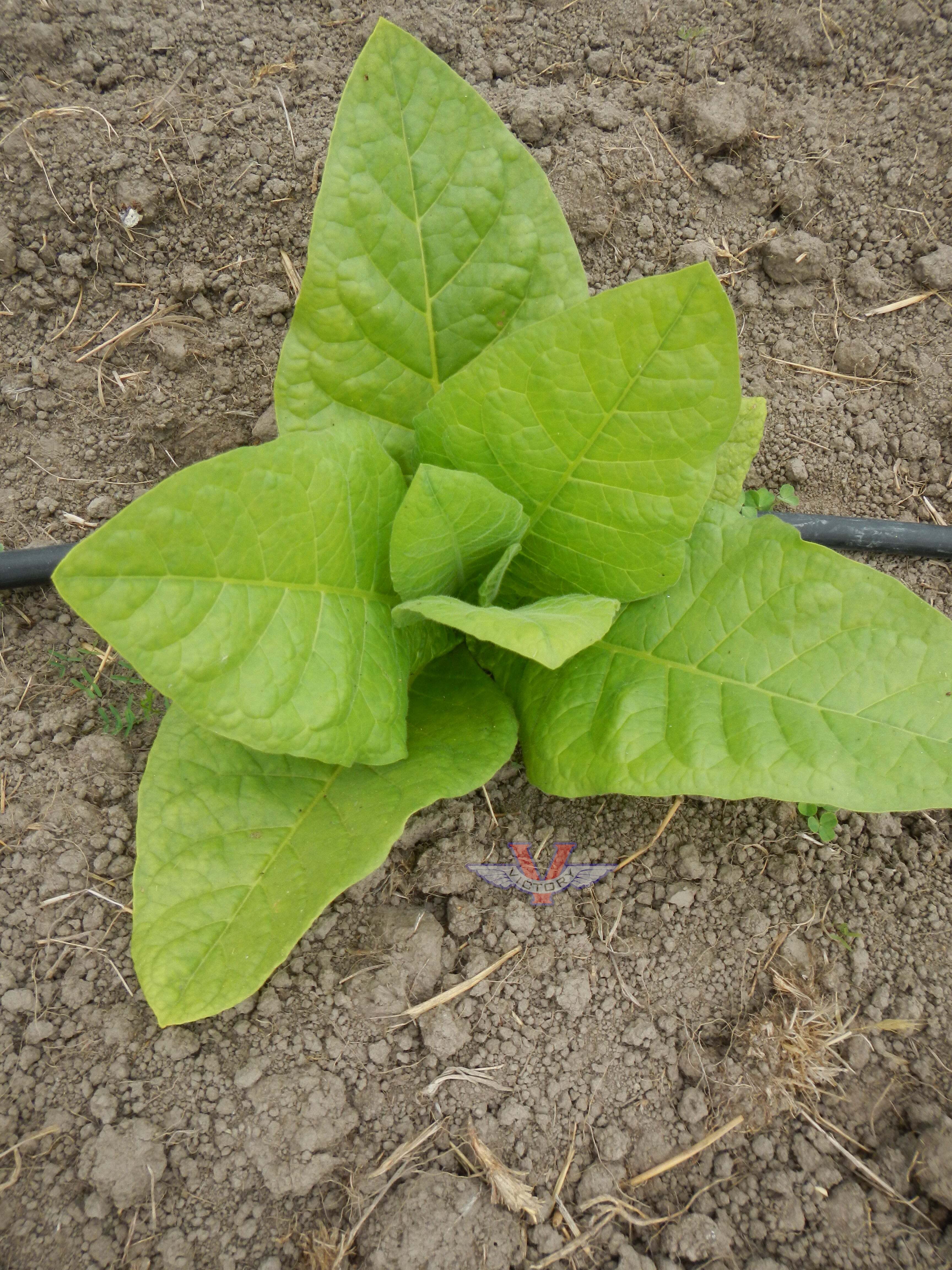 Moore Tobacco