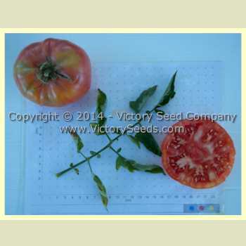 Giroc Tomato