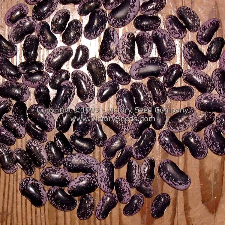 Scarlet Runner Bean