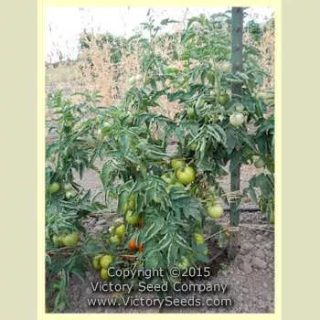 Bundaberg Rumball Tomato