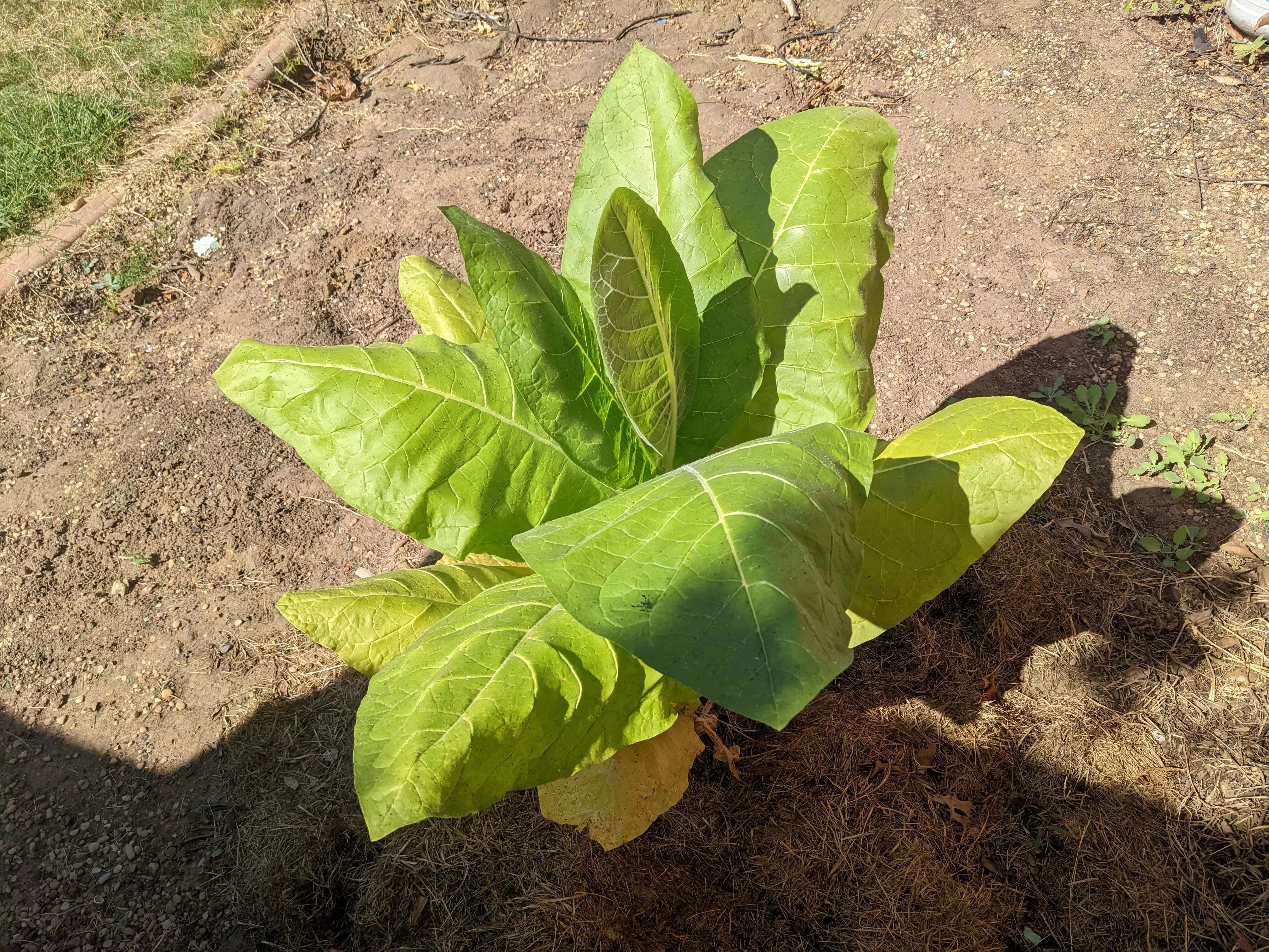 Burley 21 Tobacco