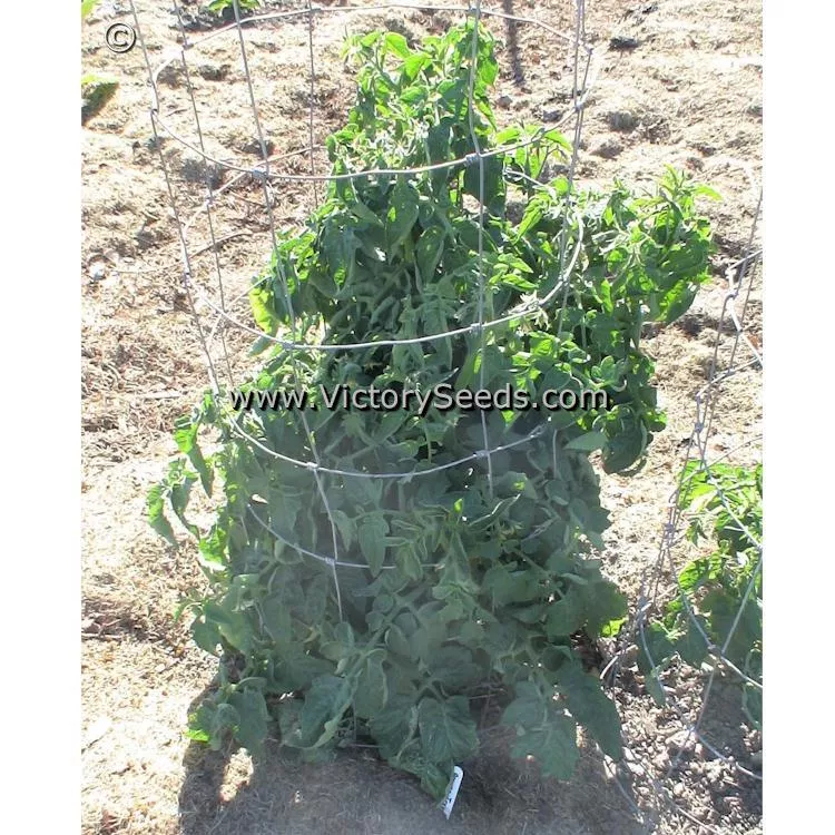 Orange Tree Tomato