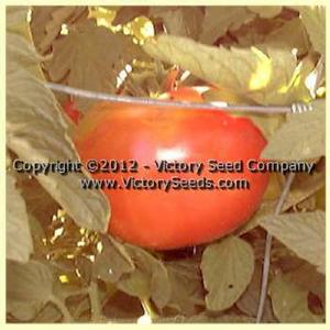 Pan America Tomato