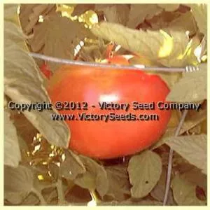Pan America Tomato