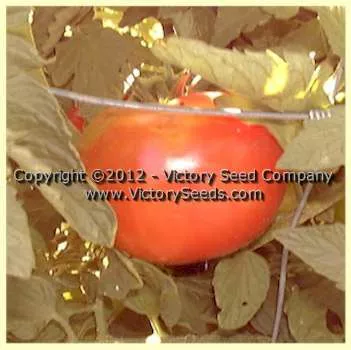 Pan America Tomato
