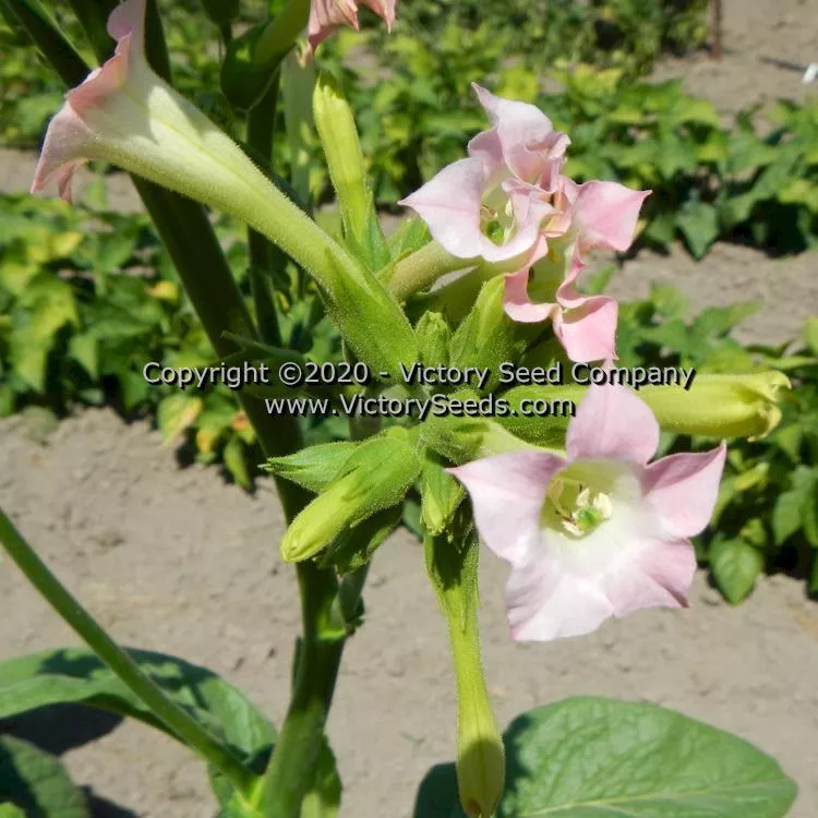 Black Mammoth Tobacco