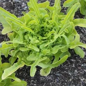 Oak Leaf Lettuce