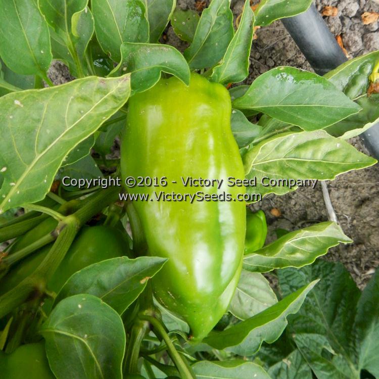 Hajduczek Pepper