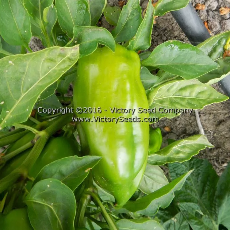 Hajduczek Pepper