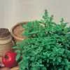Basil, Spicy Globe (Boxwood)