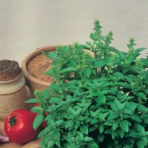 Basil, Spicy Globe (Boxwood)
