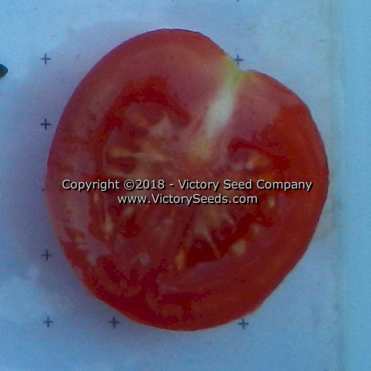 Dwarf Bendigo Dawn Tomato