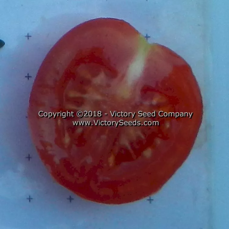 Dwarf Bendigo Dawn Tomato
