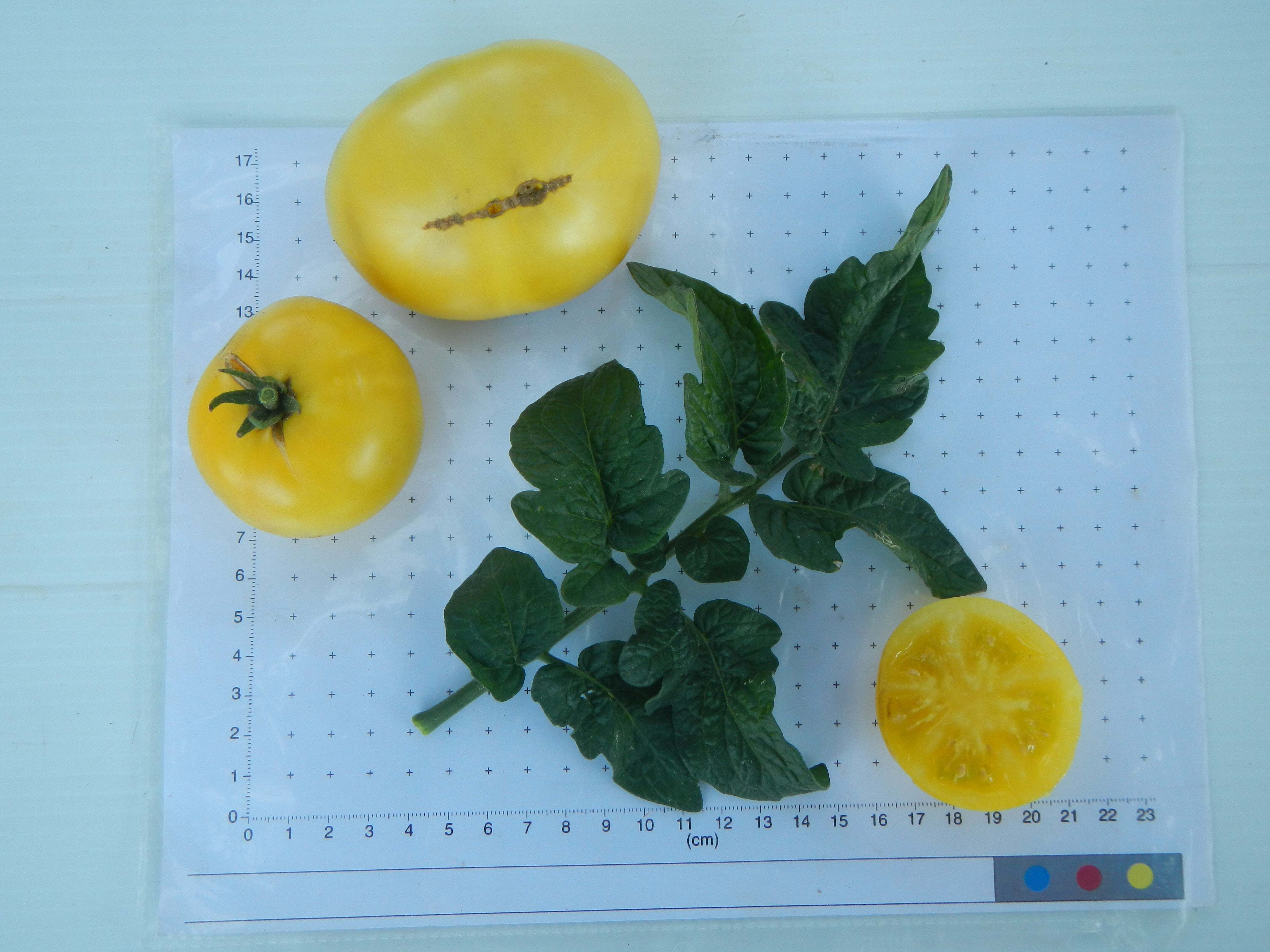Dwarf Phyl's Ivory Beauty Tomato