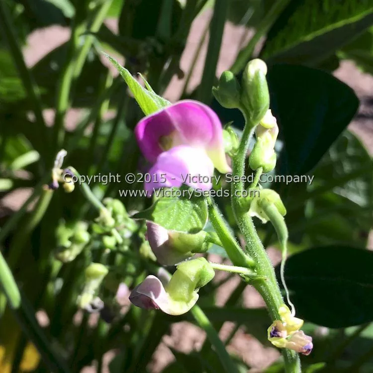 Provider Garden Bean