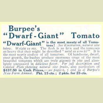 Burpee's Dwarf Giant Tomato