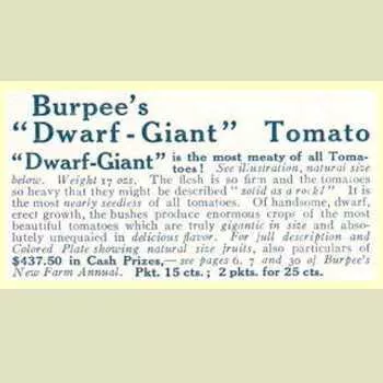 Burpee's Dwarf Giant Tomato