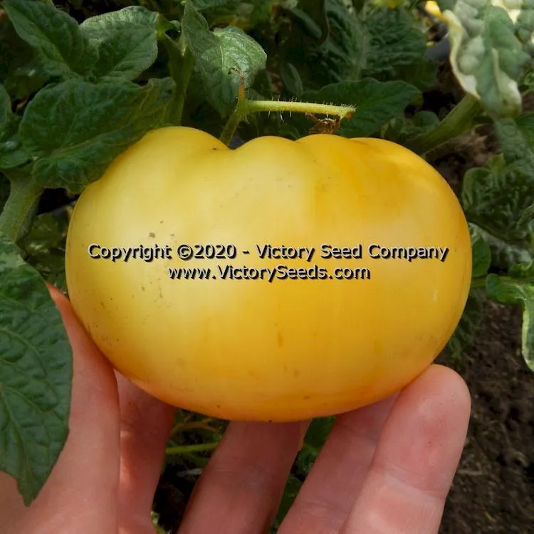 Dwarf Walter's Fancy Tomato